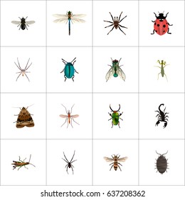 Realistic Poisonous, Ladybird, Dor And Other Vector Elements. Set Of Bug Realistic Symbols Also Includes Alive, Beetle, Jewel Objects.