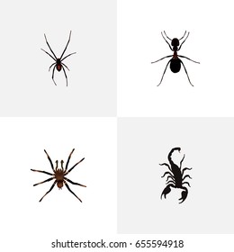 Realistic Poisonous, Spinner, Ant And Other Vector Elements. Set Of Bug Realistic Symbols Also Includes Poisonous, Arachnid, Emmet Objects.