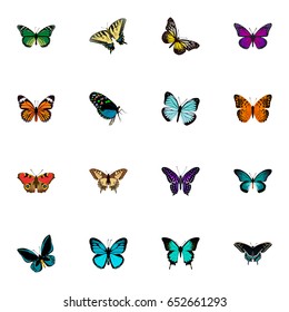 Realistic Polyommatus Icarus, Demophoon, Morpho Hecuba And Other Vector Elements. Set Of Butterfly Realistic Symbols Also Includes Violet, Tiger, Hairstreak Objects.