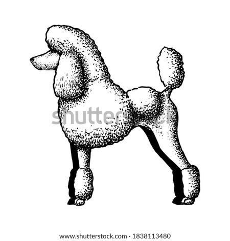 Realistic poodle dog. Dog breed - Vector illustration