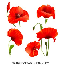 Realistic poppies. 3d poppy red petal field flower, blooming papaver wildflowers set floral nature, poppi macro wild flowers weed plant, exact vector illustration of flower petal red