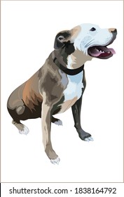 Realistic portrait of dog Staffordshire Terrier. Colorful vector hand drawing illustration isolated on white background.