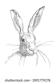 realistic portrait of a rabbit, a sketch by hand