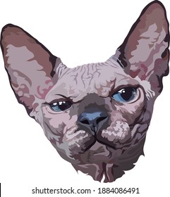 Realistic portrait of a sphinx cat vector illustration