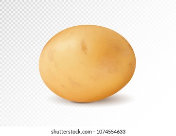 Realistic potato, 3d vector illustration