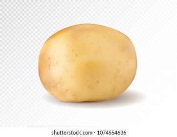 Realistic potato, 3d vector illustration