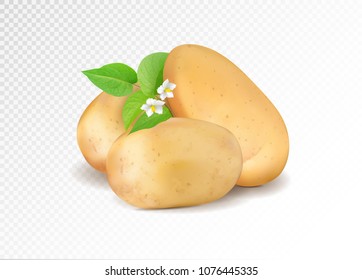 Realistic potato with leaf and potato flowers. Realism vector eps10