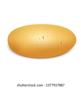 Realistic potato vector design illustration isolated on white background