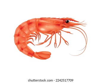 Realistic prawn on white background vector illustration