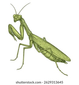 Ilustração Realista da Louva-a-deus - Vetor de Inseto Detalhado em Estilo Científico Naturalista