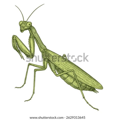 Realistic Praying Mantis Illustration – Detailed Insect Vector in Scientific Naturalist Style