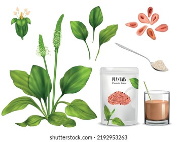 Realistic psyllium plant set of isolated images with sprouts flowers blossom and paper package with spoon vector illustration