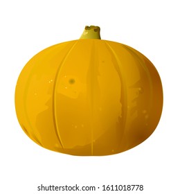 realistic pumpkin, color detailed vector illustration on a white isolated background