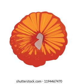 Realistic pumpkin vector illustration.  Autumn halloween pumpkin