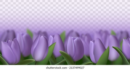 Realistic purple 3d tulip flowers on transparent background. Vector illustration