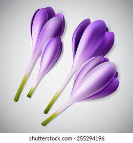 Realistic purple crocus flower set, vector spring illustration; design decoration  elements 