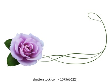 Realistic purple rose, border.