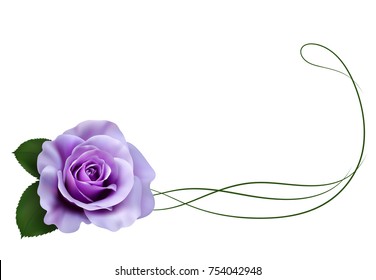 Realistic Purple Rose, Border.