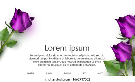 Realistic purple rose on white background with shadow and copy space. Template for design banner or promotion poster. Vector realistic decoration illustration. Birthday or holiday mock up.