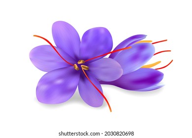 Realistic purple saffron flowers with long pestles and gentle petals isolated on white background. Vector tropical plants illustration.