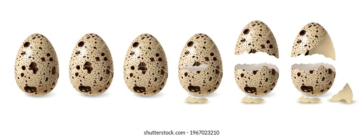 Realistic quail cracked and open egg set isolated vector illustration