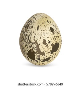 Realistic quail egg. Vector illustration.