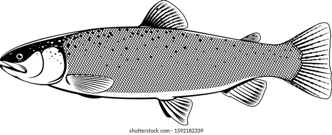 Realistic rainbow trout fish isolated illustration, one freshwater fish on side view