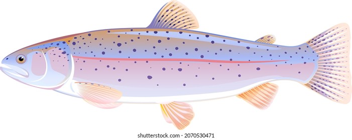 Realistic rainbow trout fish isolated illustration, one freshwater fish on side view