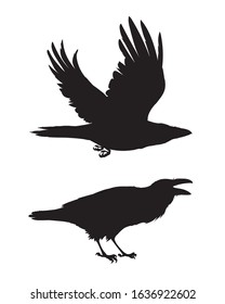 Realistic raven flying and sitting. Caw. Monochrome vector illustration of black silhouettes of smart bird Corvus Corax isolated on white background. Element for your design, print. Stencil.