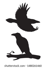 Realistic raven flying and sitting on a branch. Stencil. Monochrome vector illustration of black silhouette of smart bird Corvus Corax isolated on white background. Element for your design, print.