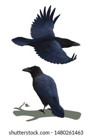 Realistic raven flying and sitting on a branch. Colorful vector illustration of smart bird Corvus Corax in hand drawn realistic style isolated on white background. Element for your design, print.