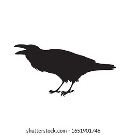 Realistic raven sitting and cawing. Monochrome vector illustration of black silhouette of smart bird Corvus Corax isolated on white background. Element for your design, print, decoration.