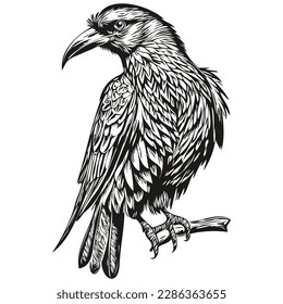 Realistic Raven vector, hand drawn animal illustration corbie
