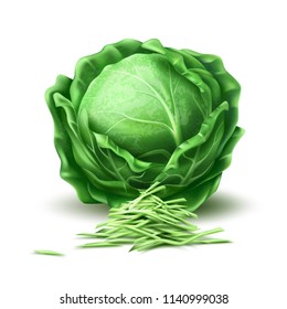 Realistic raw cabbage. Ripe green vegetable full of nutritions and vitamins, juicy fresh cooking ingredient. Vector 3d healthy vegetarian natural food, organic agriculture symbol