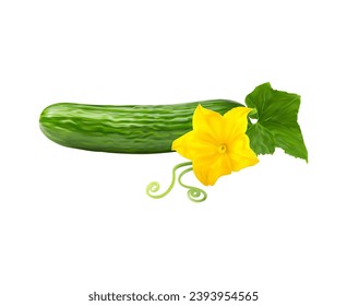 Realistic raw cucumber whole vegetable. Isolated 3d vector ripe fresh veggie with bright yellow bloom, green leaf and tendrils. Organic agricultural and farming production, vitamin healthy food