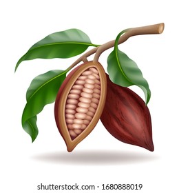 Realistic raw and dry cocoa thee beans and branch with green leaf, cacao pods cut in half, vector illustration