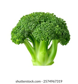 Realistic raw isolated broccoli cabbage vegetable. Isolated 3d vector ripe and healthy organic food, vegetarian culinary ingredient. Fresh uncooked veggie, ripe garden plant, green brassica stalk