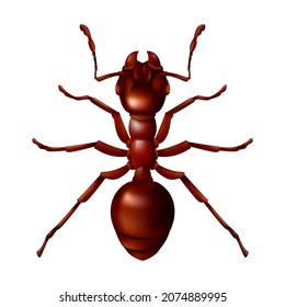 Realistic red ant close up. 3D vector illustration of a domestic insect isolated on a white background