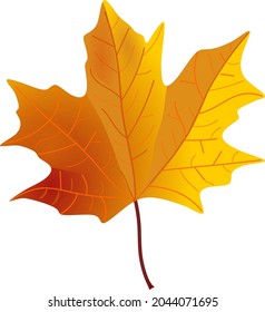 Hoja de arce amarillo marrón rojo real aislada en formato de fondo blanco vectorial