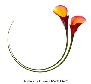 Realistic red calla lily circle frame. The symbol of Attraction and Passion.
