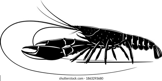 Realistic red claw crayfish black and white isolated illustration, one big freshwater Australian crayfish on side view, freshwater blueclaw crayfish, commercially crayfish