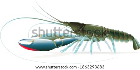 Realistic red claw crayfish isolated illustration, one big freshwater Australian crayfish on side view, freshwater blueclaw crayfish, commercially crayfish