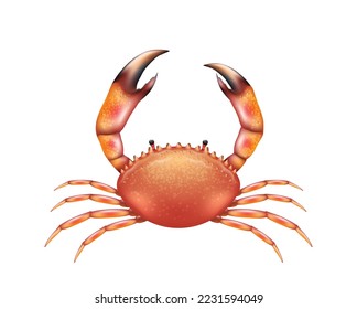 Realistic red crab. Sea aquatic animal with claws isolated on white background. Crawfish, seafood ingredient for luxury restaurant, exotic meal. 3d vector illustration