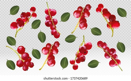 Realistic red currant berry transparent background. Different berry are whole. Freshly picked red currant with green leaf. Natural product. 3d vector illustration.