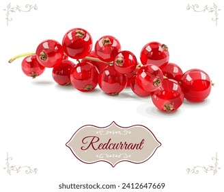 Realistic red currant branch isolated on white background. Vegetarian organic food. Vector Illustration.