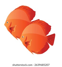 Realistic red discus fish in vector format