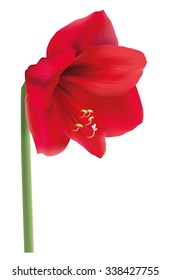 Realistic red flower