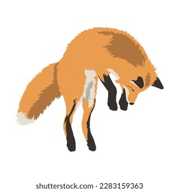 Realistic red fox jumping vector illustration