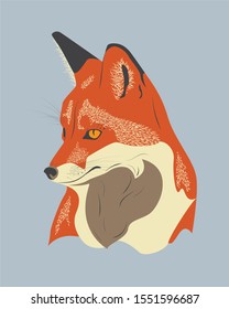 Realistic red fox portrait looks aside. Wild fox watching sideway. Isolated fox head over the background. 