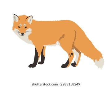 Realistische rote Fuchs-Vektorgrafik